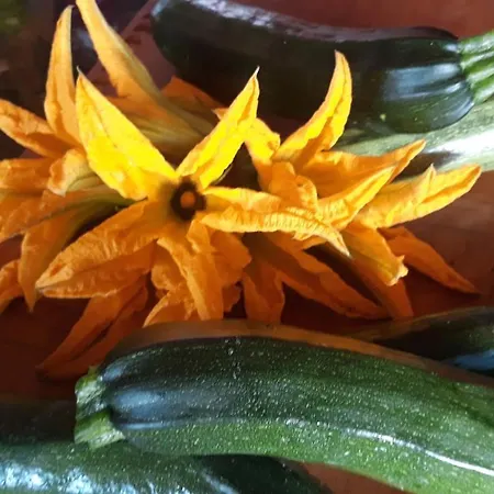 בית חווה Azienda Agricola I Peperoncini אלגהרו