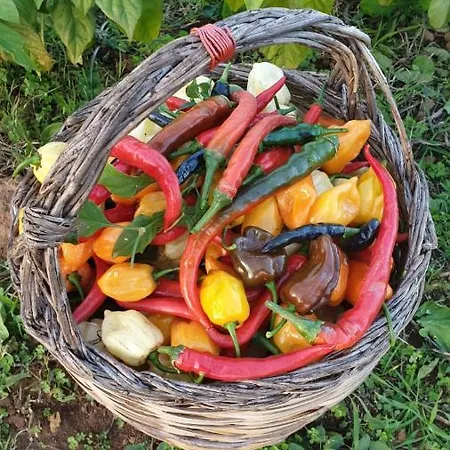 Azienda Agricola I Peperoncini אלגהרו