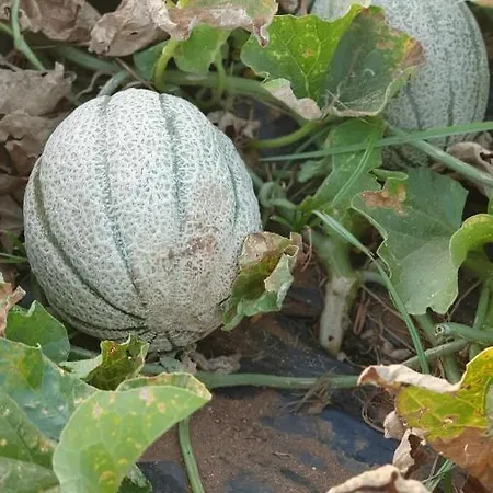 בית חווה Azienda Agricola I Peperoncini *