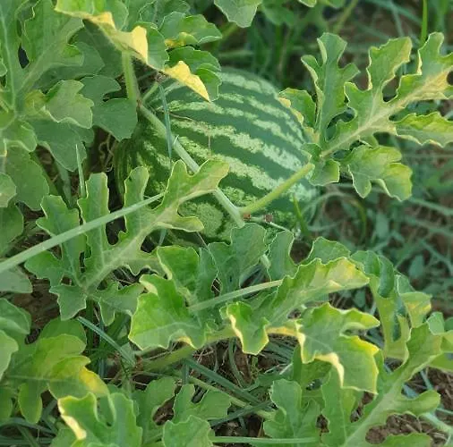 Alloggio per agriturismo Azienda Agricola I Peperoncini *
