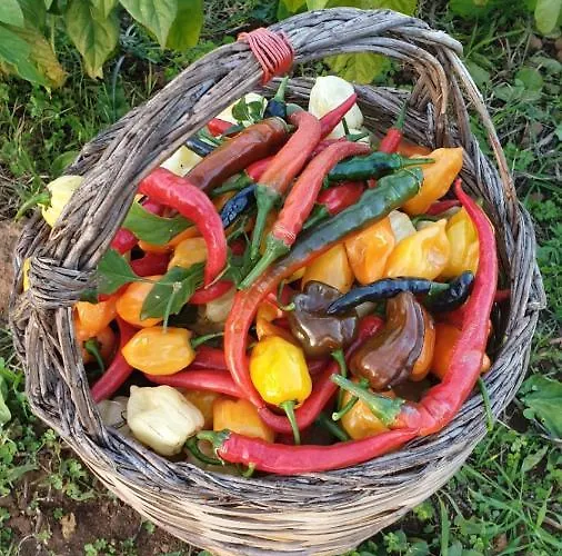 Azienda Agricola I Peperoncini Alghero